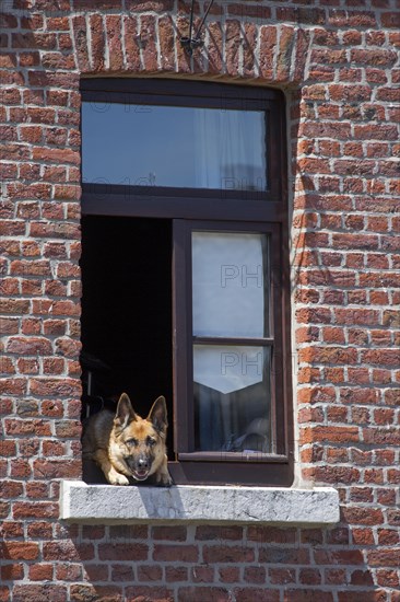 Curious German shepherd dog