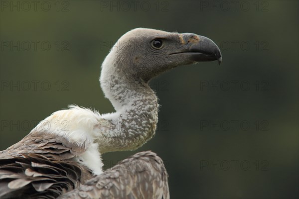 Griffon vulture