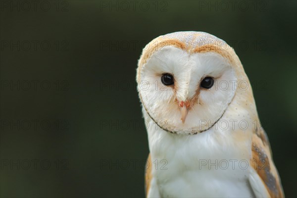 Common barn owl