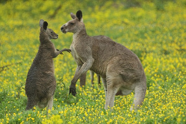 Eastern grey kangaroo