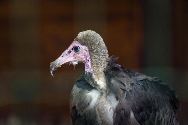 Hooded vulture