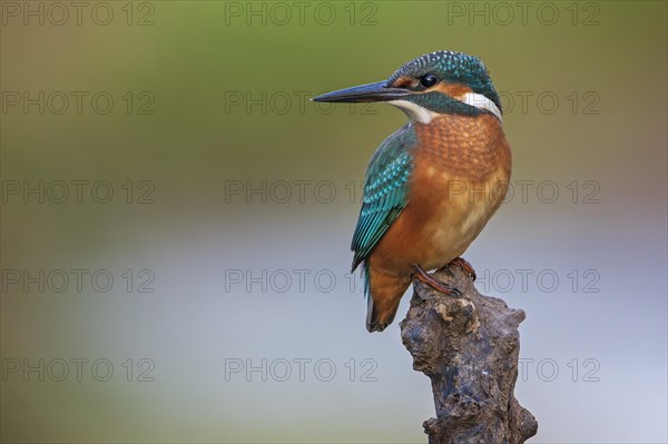 Common kingfisher