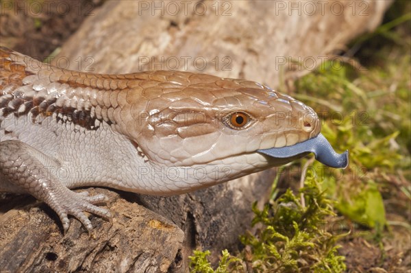 Blue tongued skink