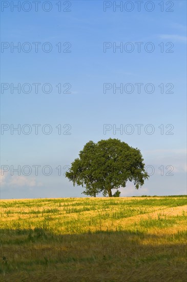 Trees on a hill near Meyenburg