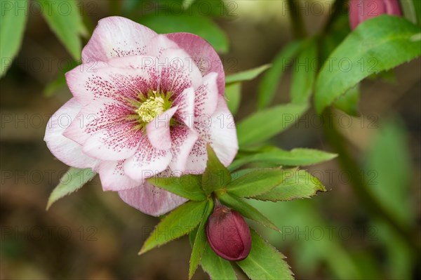 hybridus Harvington double pinks Lenten rose hellebore