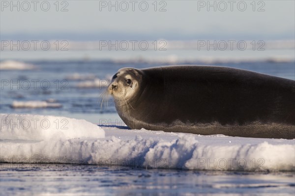 Bearded seal