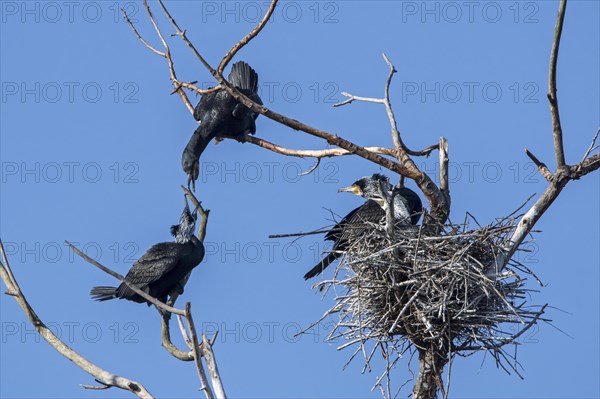 Two quarrelling great cormorants