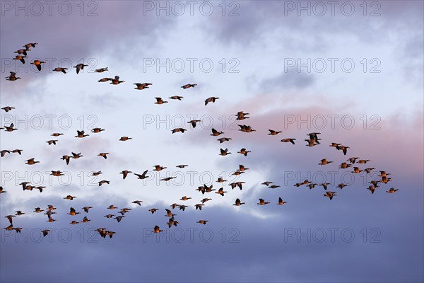 Barnacle Geese