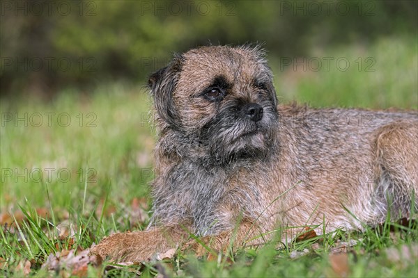 Grizzled border terrier lying in garden. British dog breed of small