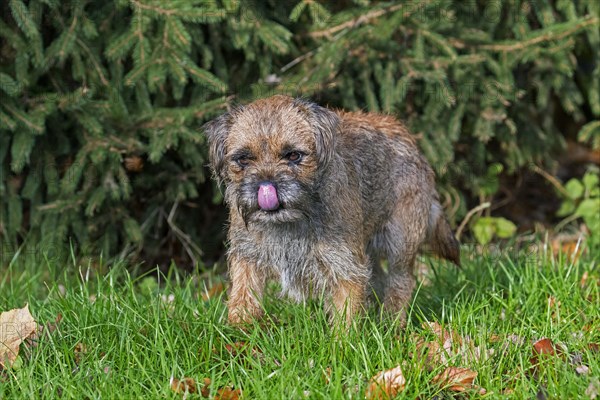 Grizzled border terrier licking nose in garden. British dog breed of small