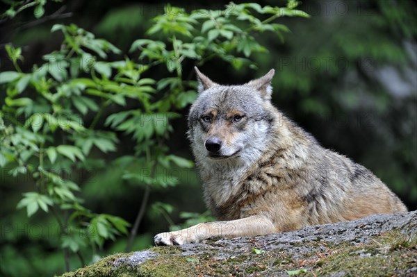 European Grey Wolf