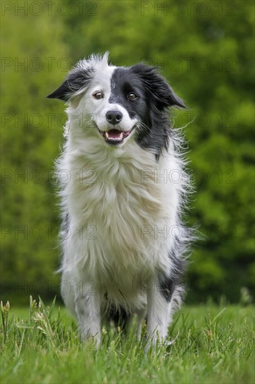 Border Collie