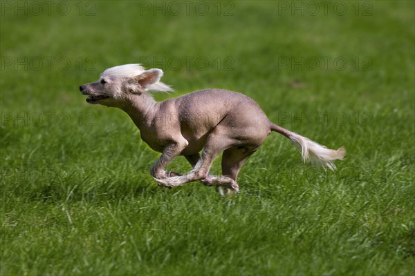 Chinese crested dog