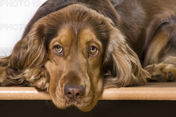 English Cocker Spaniel dog