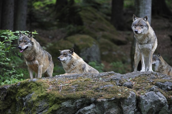 European Grey Wolf