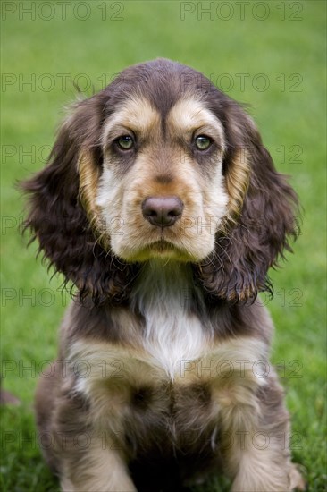 English Cocker Spaniel