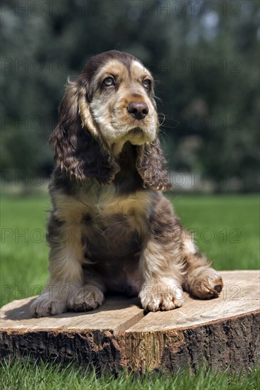 English Cocker Spaniel