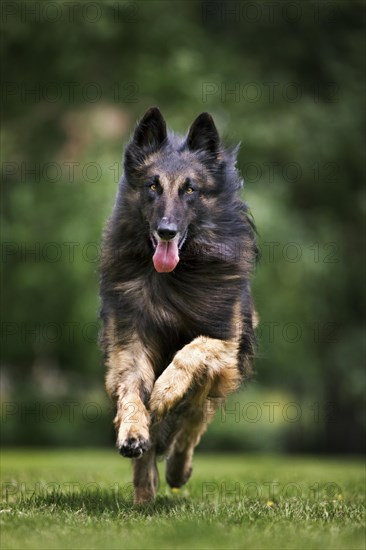 Belgian Shepherd Tervuren