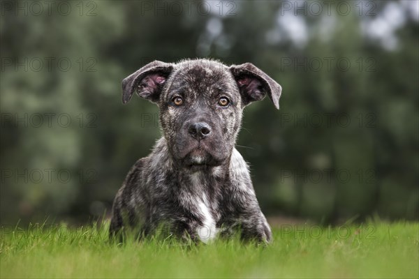 Crossbreed of Cane corso Italiano with Mastino napoletano