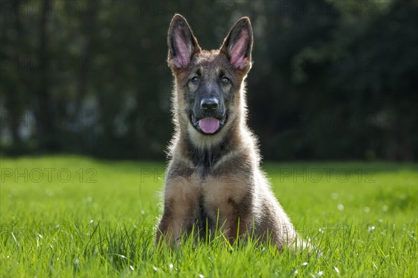 German shepherd dog