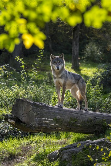 Skinny solitary Eurasian wolf