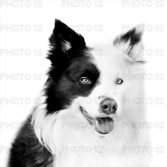 Border collie