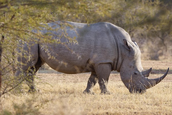 White rhinoceros