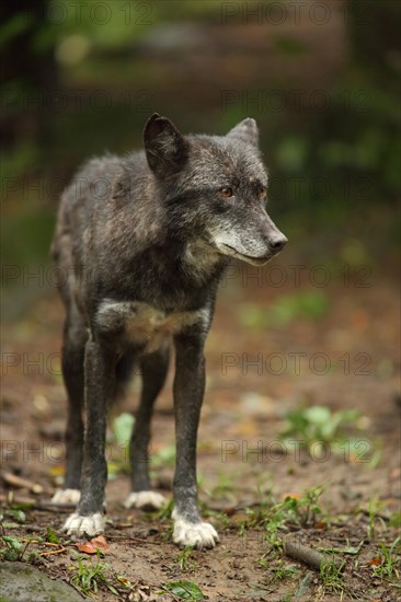 Western mackenzie valley wolf