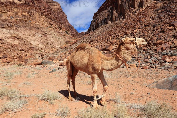Tired camel in Wadi Rum