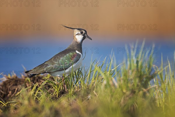 Northern lapwing