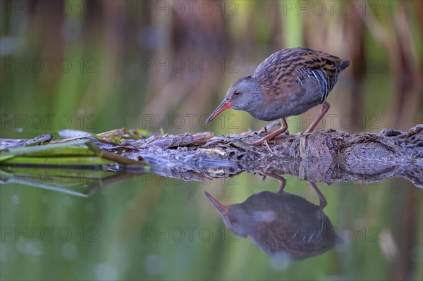 Water Rail