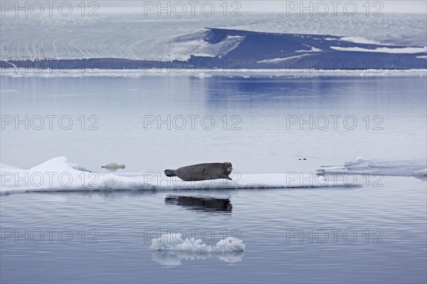 Bearded seal