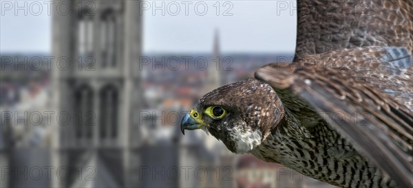 Peregrine falcon