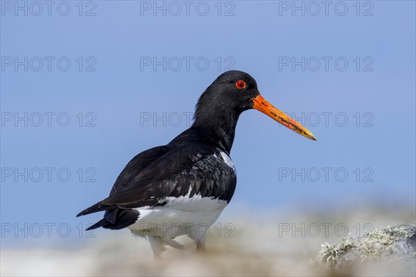 Common pied oystercatcher