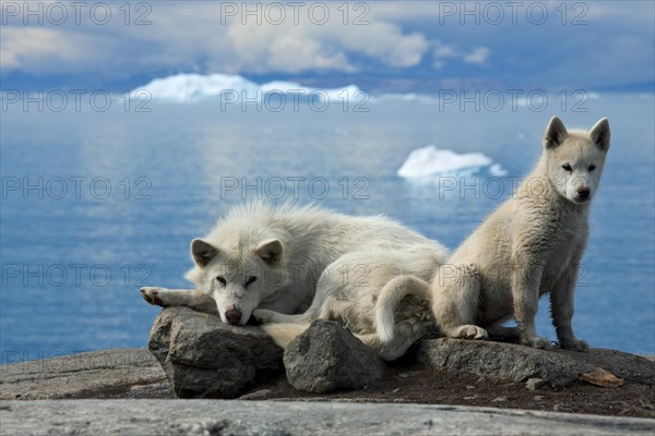 Greenland dog