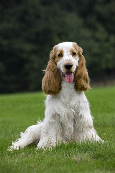 English Cocker Spaniel