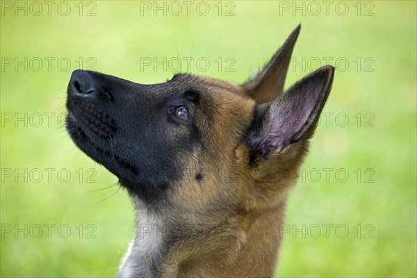 Belgian Shepherd Dog