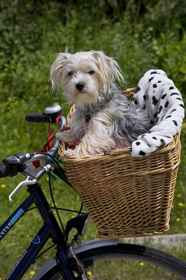 Yorkshire terrier