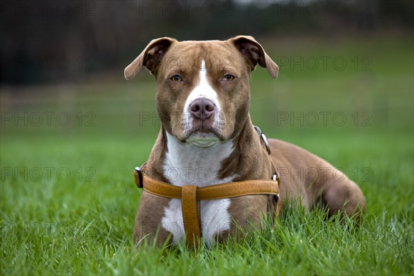 American Staffordshire Terrier wearing dog harness in garden