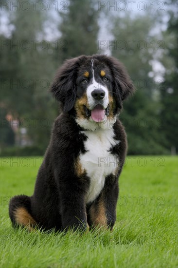 Bernese Mountain Dog