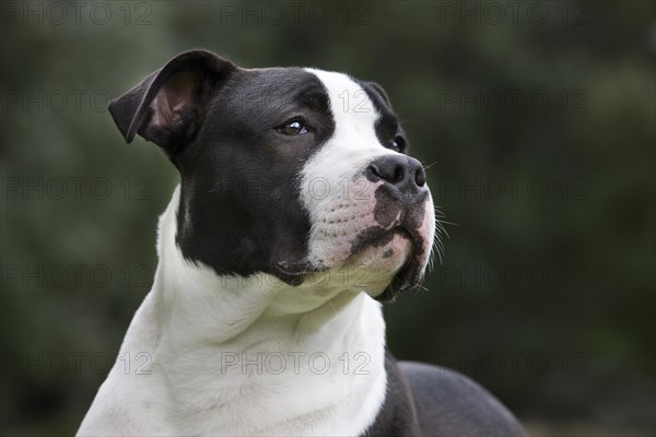 American Staffordshire terrier