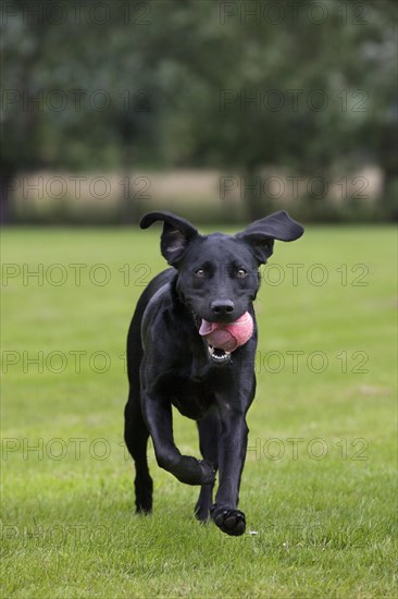 Black Labrador