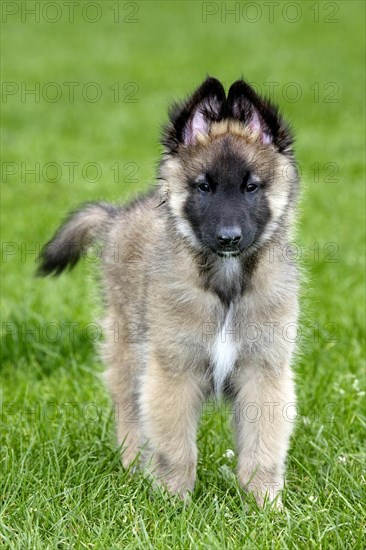 Young Belgian shepherd Tervueren