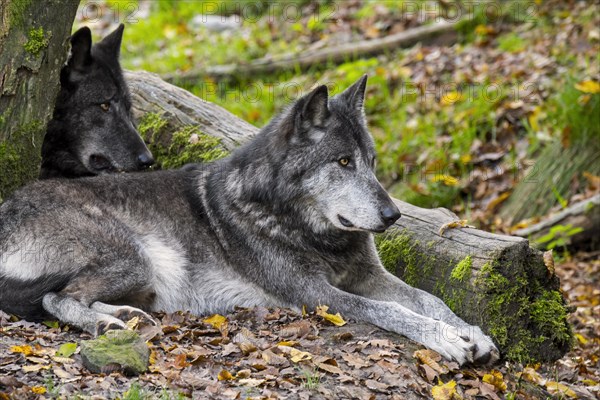 Two Northwestern wolves