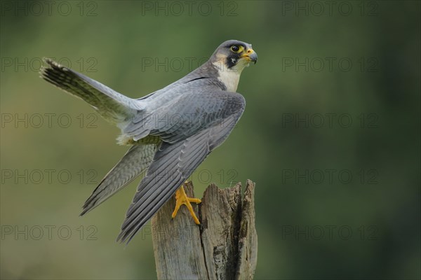 Peregrine falcon