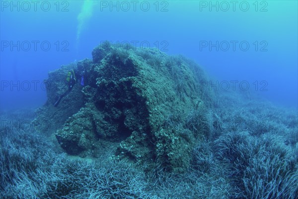 Posidonia oceanica