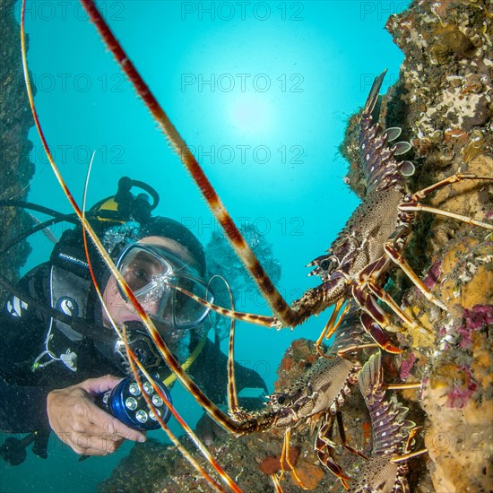 Mediterranean Lobster