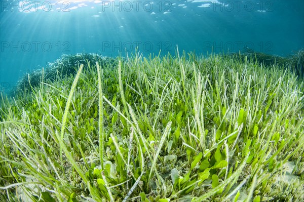 Cymodocea nodosa and Halophila stipulacea seagrasses with green alga Caulerpa prolifera