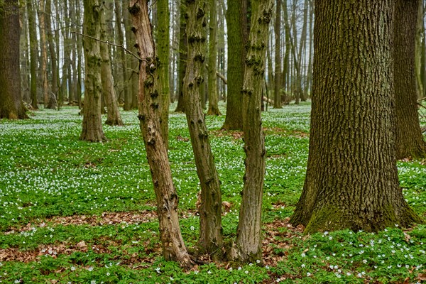 The Lasker Auenwald nature reserve in the Sorbian settlement area in spring