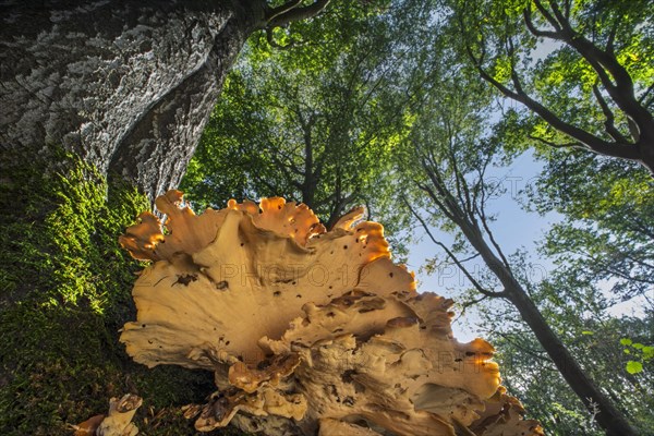 Underside of giant polypore